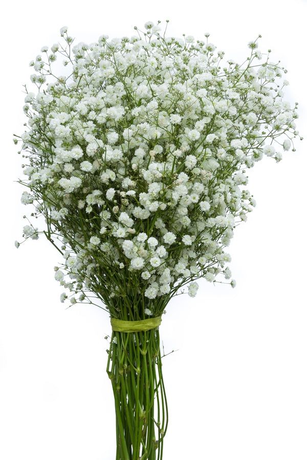 a bouquet of baby's breath in a vase