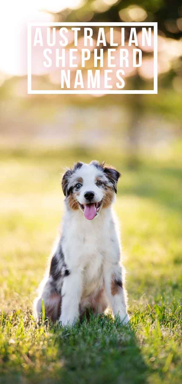 an australian shepherd dog sitting in the grass