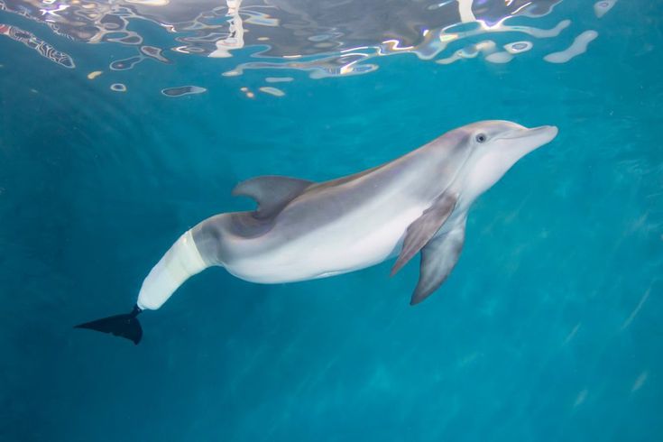 a dolphin swimming in the water with its mouth open