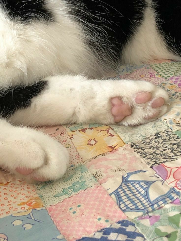 a black and white cat laying on top of a quilt