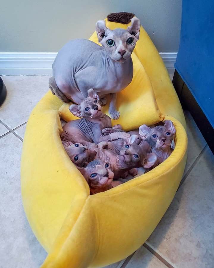 a cat sitting on top of a banana shaped bed with kittens in it's stomach