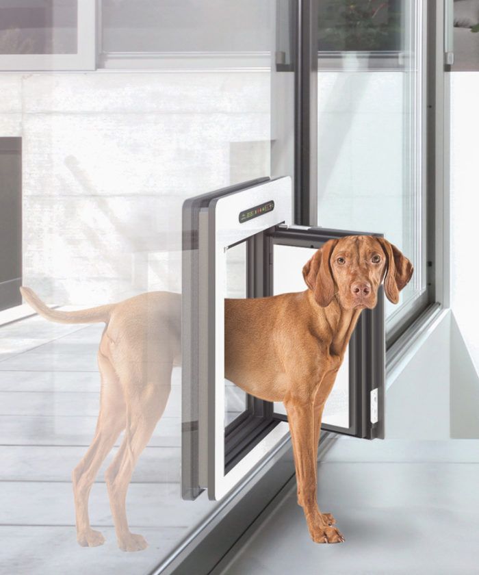 a brown dog standing in front of a sliding glass door with its head sticking out