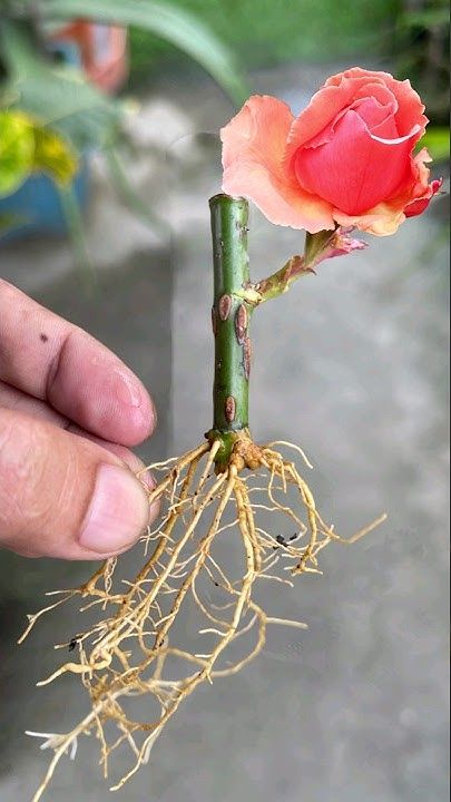 a person holding a rose with roots in their hand