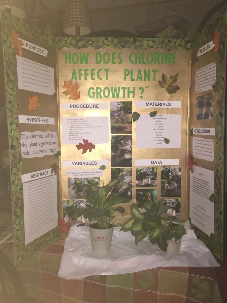 a display with plants and information about the different types of plants in their plant life cycle