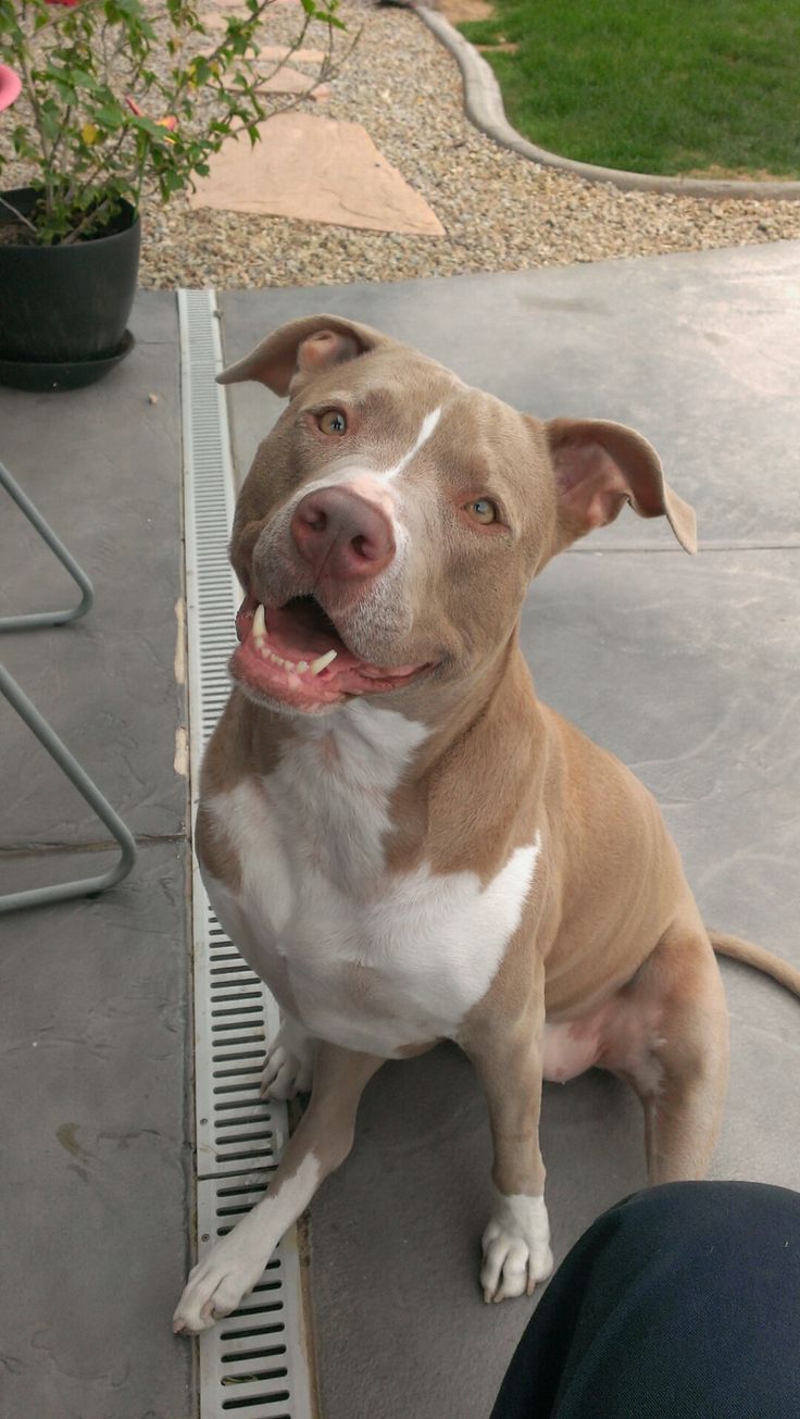 a brown and white dog sitting on top of a cement floor next to a potted plant