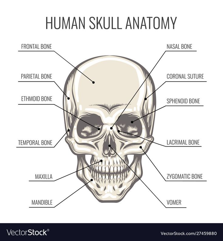 the human skull anatomy with labels