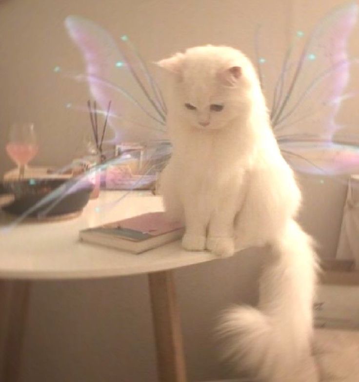 a white cat sitting on top of a table