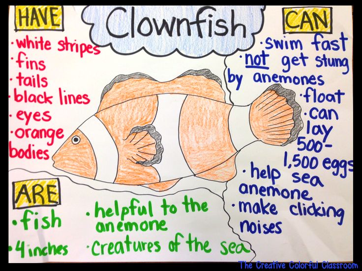 a poster with words describing clownfish and how to use them in the classroom display