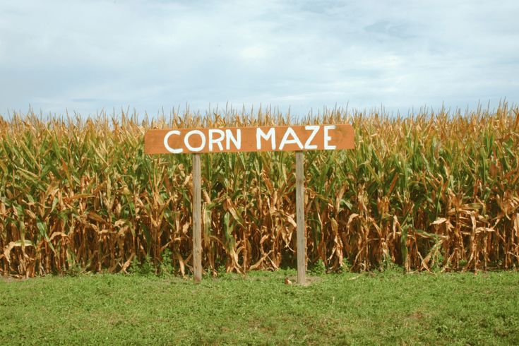 an orange corn maze sign in front of a field of ripe corn on a cloudy day