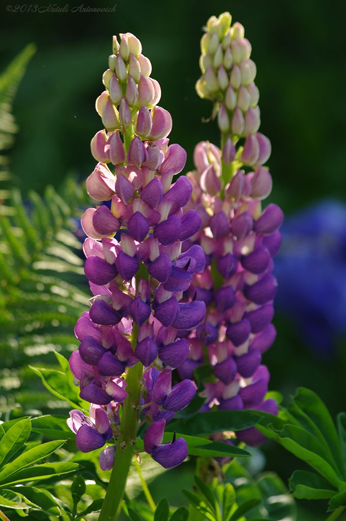 purple flowers with green leaves in the background