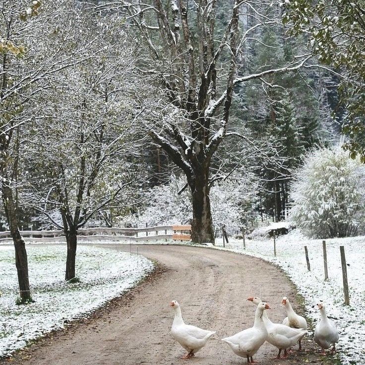 three geese walking down a snow covered road in the middle of a park with trees