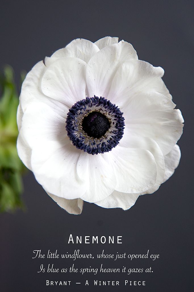 anemone is the flower that blooms in winter