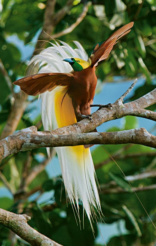 a colorful bird perched on top of a tree branch with its wings spread out in the air