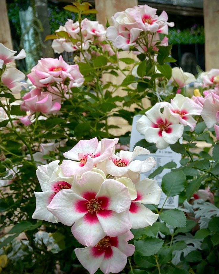 many pink and white flowers in a garden