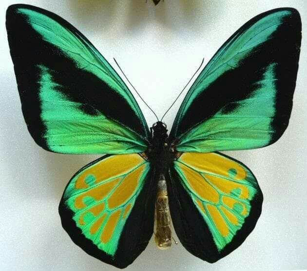 a green and yellow butterfly sitting on top of a white wall