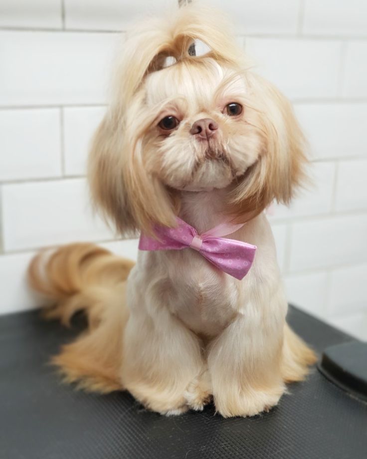 a small dog with a pink bow tie sitting on top of a black table in front of a white brick wall