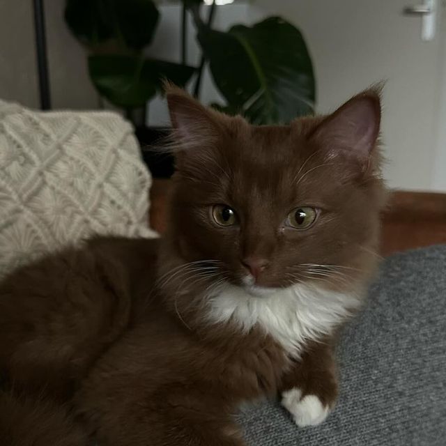 a brown and white cat sitting on top of a gray couch next to a potted plant