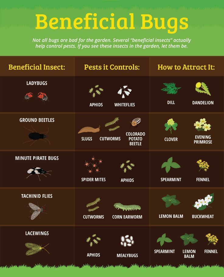 the benefits of pest control for bugs and how to get rid from them info poster