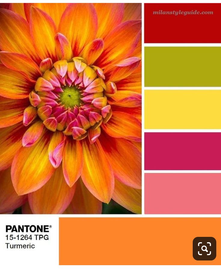 an orange and pink flower with the words pantonee in it's center