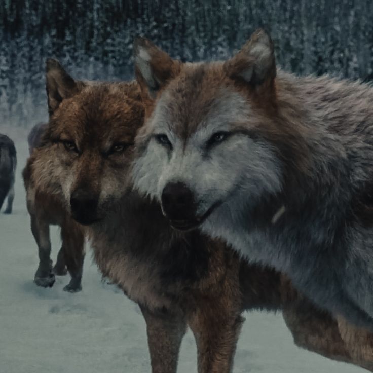 two gray wolfs standing next to each other in the snow