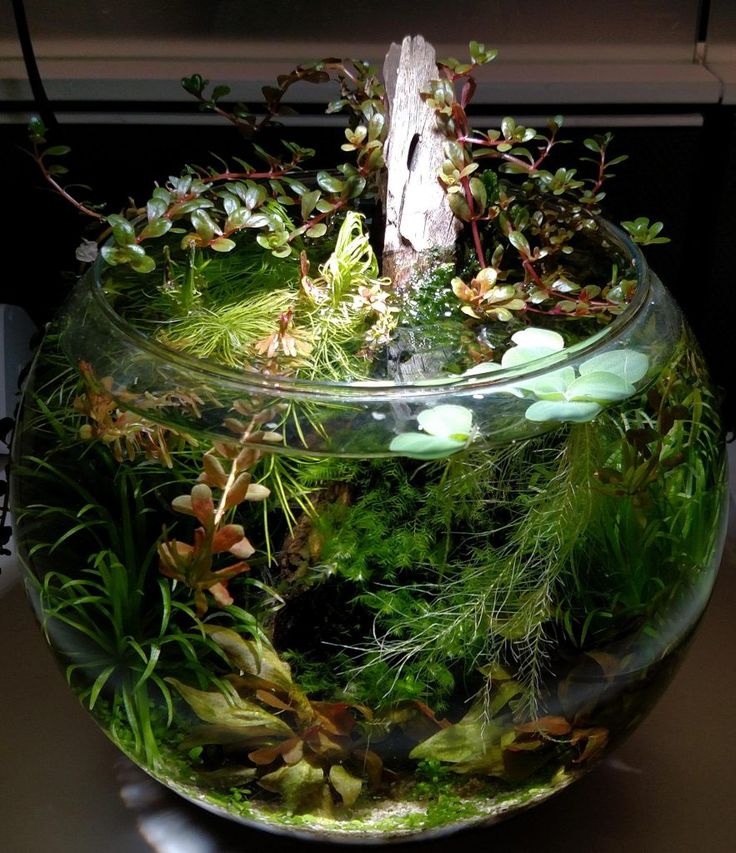 a fish bowl filled with plants and rocks