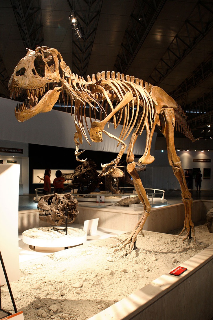 a dinosaur skeleton is on display in a museum