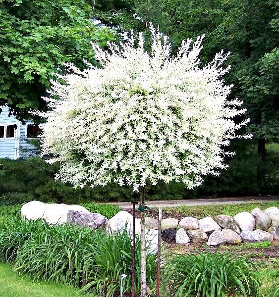 a white tree in the middle of a garden with rocks and plants around it,