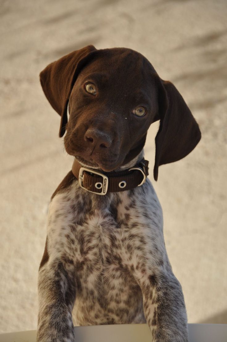 a brown and black dog sitting on top of a white table next to a wall