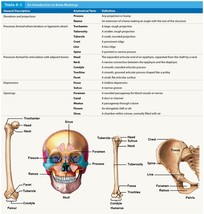 the bones and their major skeletal systems are labeled in this diagram, which shows the location of