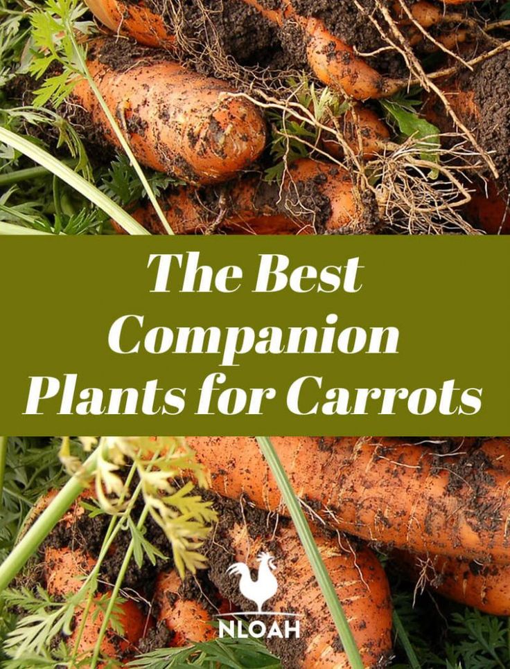 the best companion plants for carrots