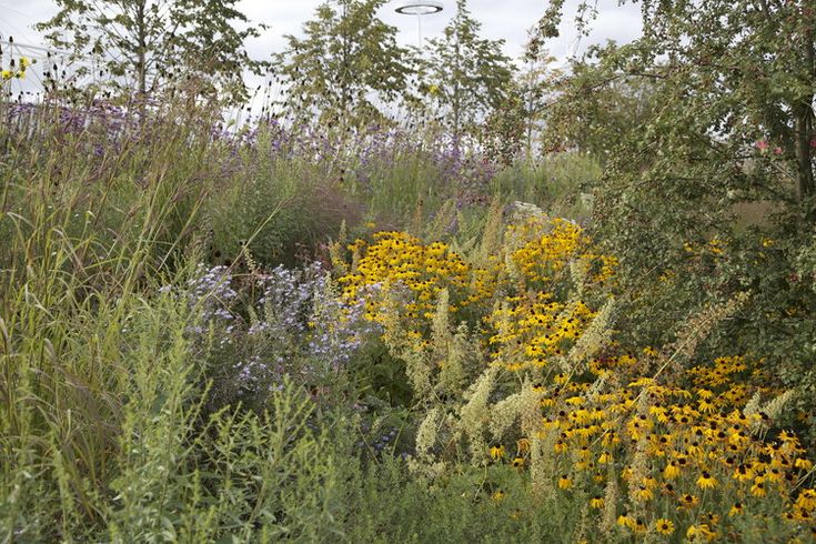 a field full of wild flowers and trees