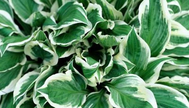 a close up view of a green and white plant