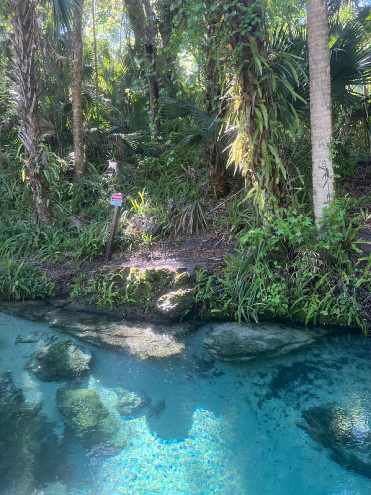 the blue water is flowing through the jungle