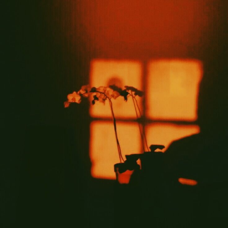 a vase with some flowers in it sitting next to a window