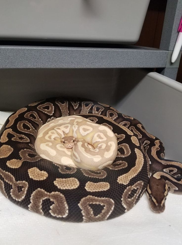 a large snake that is on top of a table