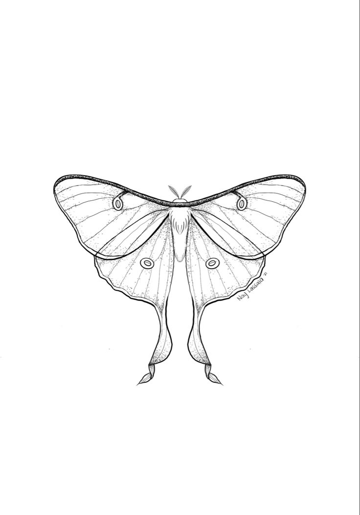 a black and white drawing of a butterfly