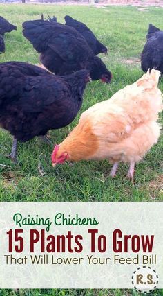 chickens are standing in the grass with text overlay reading raising chickens 15 plants to grow that will lower your feed bill