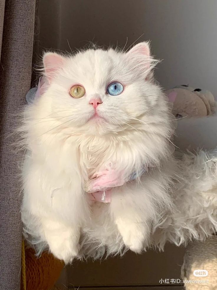 a fluffy white cat with blue eyes sitting on top of a table next to a stuffed animal