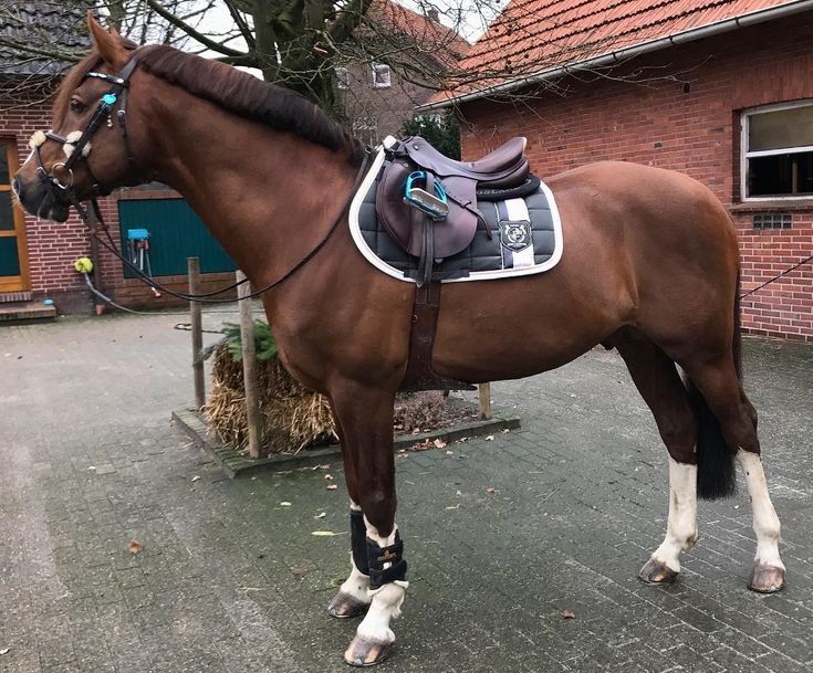 a brown horse standing in front of a brick building