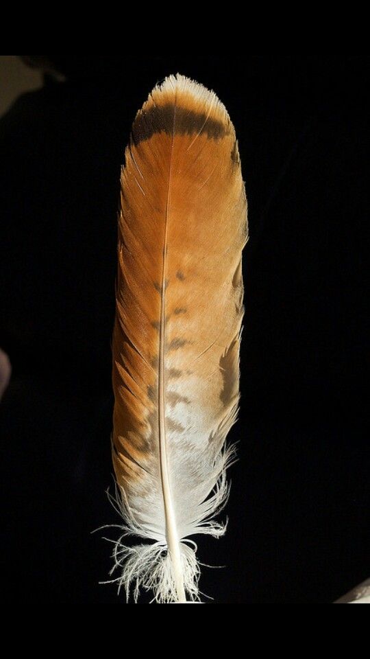 a brown feather is sitting on top of a white object in the dark, it looks like something from outer space