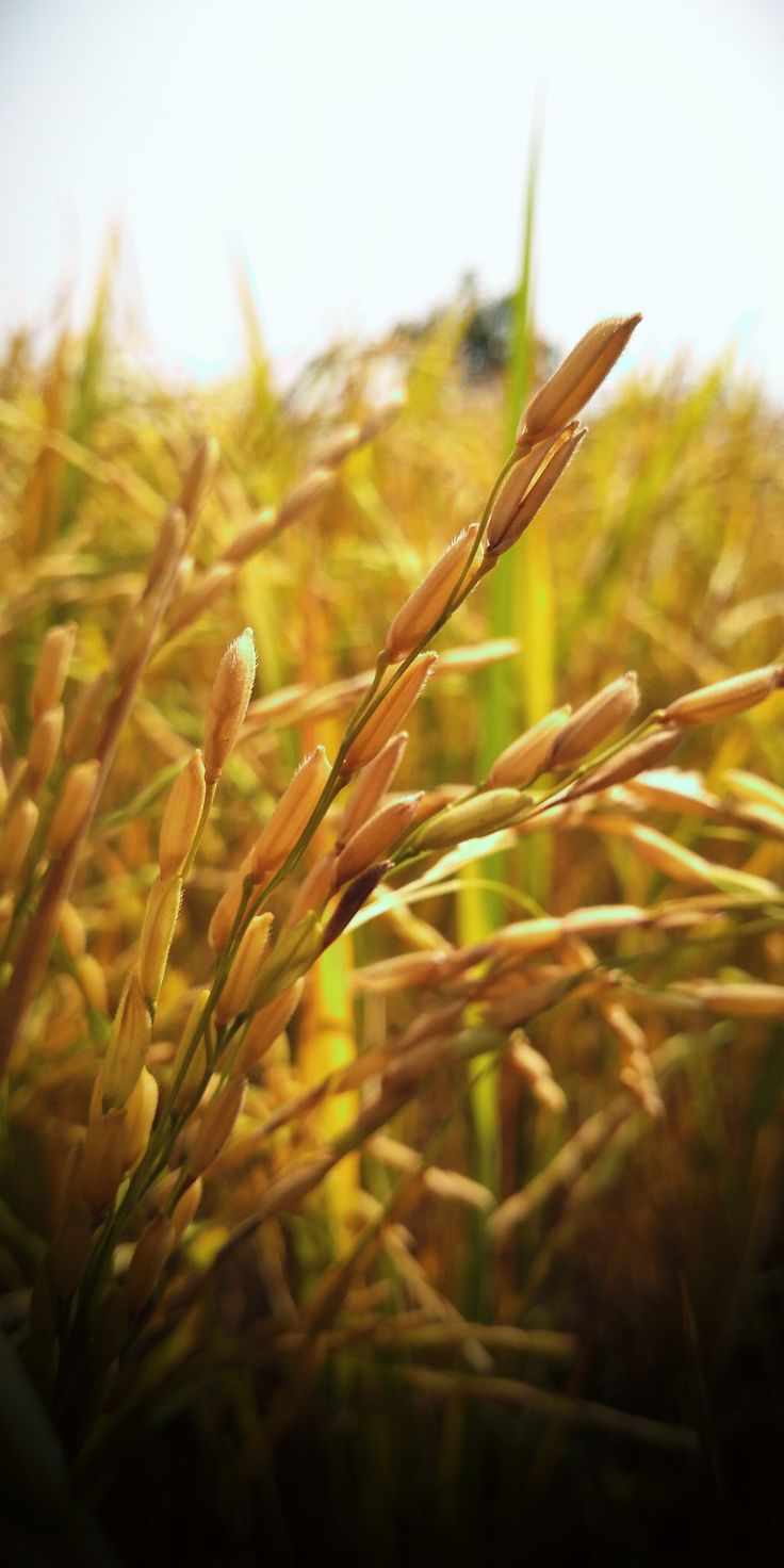 a close up view of some grass in the sun