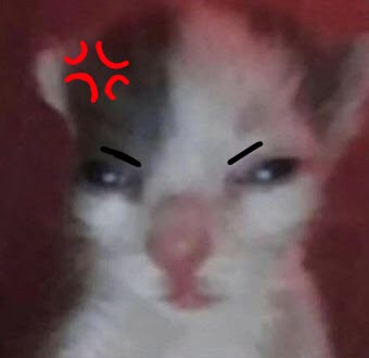 Cat pfp Kitty angry Cat Reaction Pics, Angry Pictures, Cats Being Silly, Shocked Cat, Annoyed Cat, Cat Reaction, Serious Cat, Cat Expressions, Cat Crying