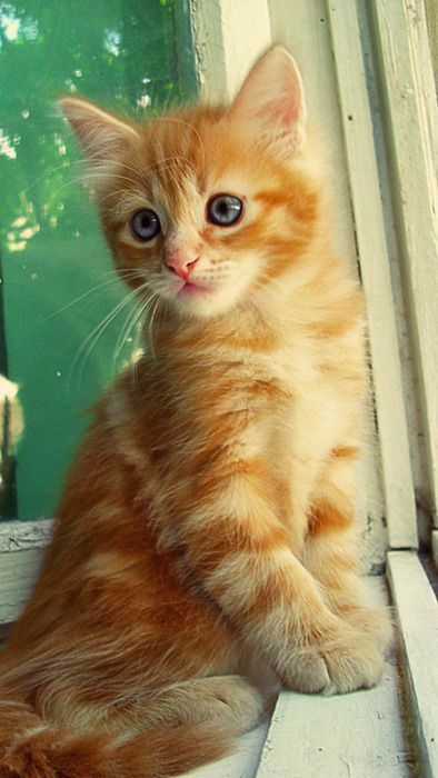 an orange kitten sitting on top of a window sill next to a white door