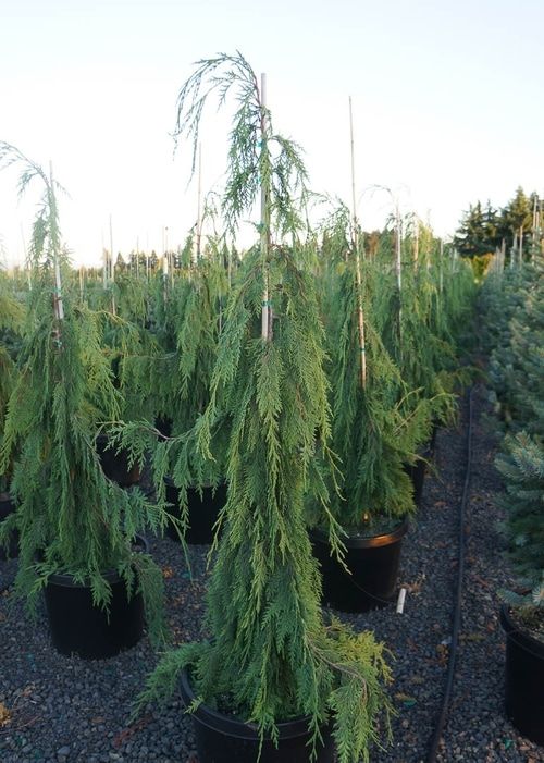 many trees are growing in pots on the ground