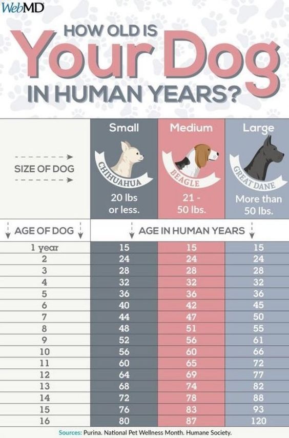 how old is your dog in human years? Background Grey, Dog Body Language, Dog Remedies, Dog Grooming Tips, Easiest Dogs To Train, Dog Ages, Dog Information, Dog Language, Dog Facts