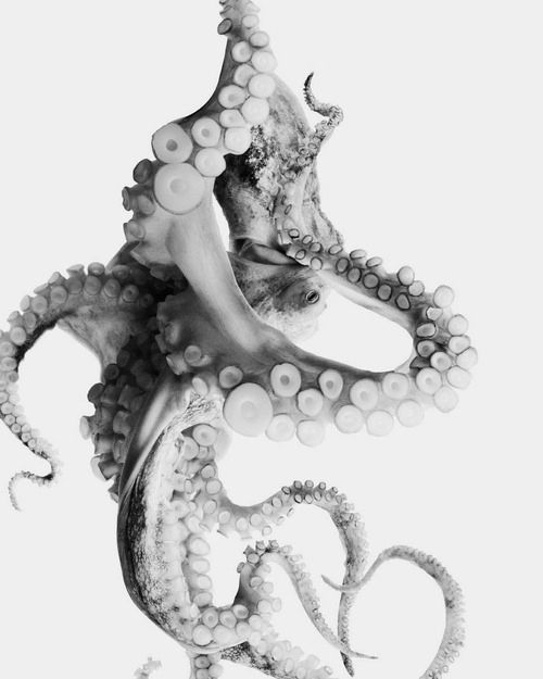 black and white photograph of an octopus with its tentacles stretched out to the side,