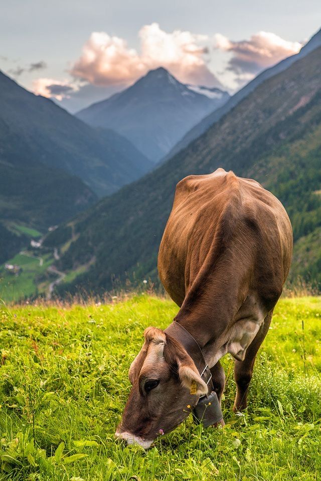 a brown cow grazing on grass in the mountains