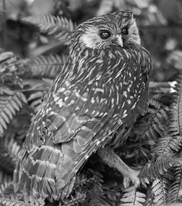 an owl sitting on top of a pile of leaves and ferns in black and white