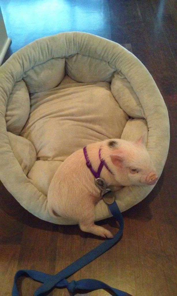 a small dog laying in a bed on the floor