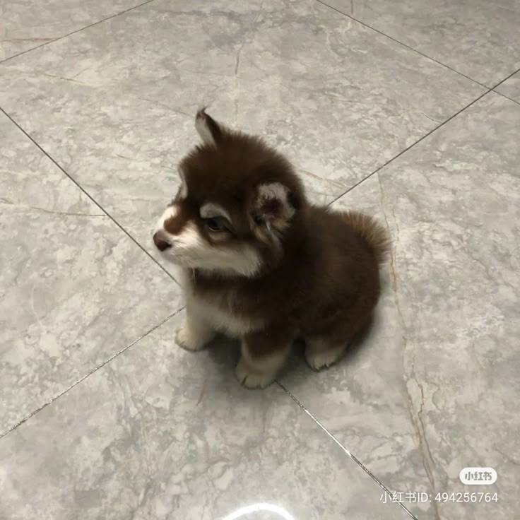 a small brown and white dog sitting on top of a tile floor